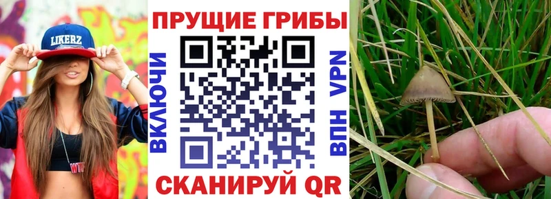 где найти наркотики Касли Псилоцибиновые грибы мухоморы